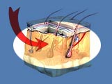 skin diagram galvanic face lift non surgery